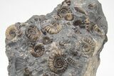 Ammonite (Promicroceras) Cluster - Marston Magna, England #207737-5